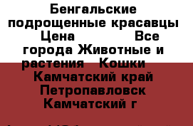 Бенгальские подрощенные красавцы. › Цена ­ 20 000 - Все города Животные и растения » Кошки   . Камчатский край,Петропавловск-Камчатский г.